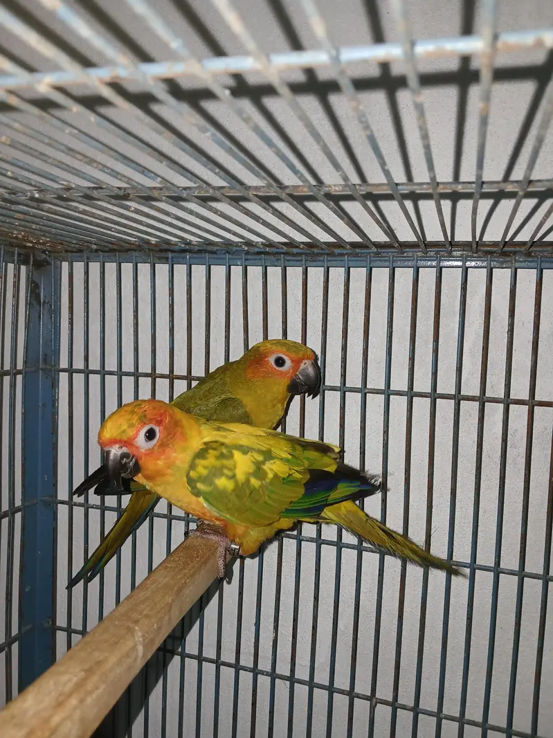 Suncounre Adult pair — photo 3