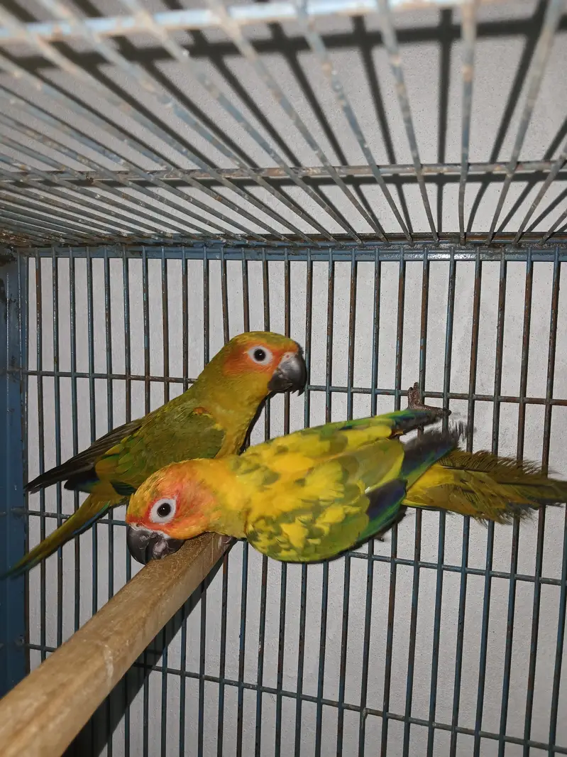 Suncounre Adult pair — photo 4