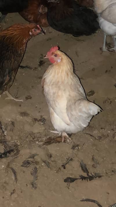 Vaccinated murghi