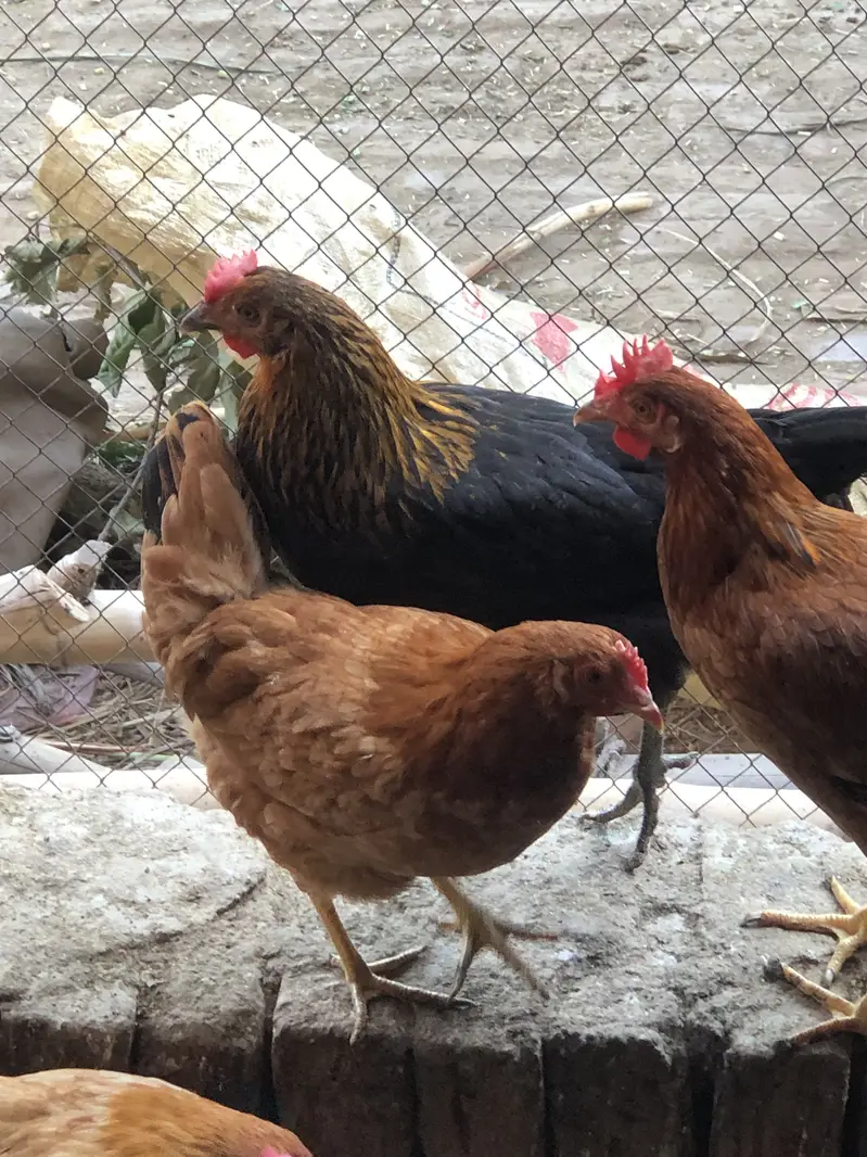 Vaccinated murghi — photo 3