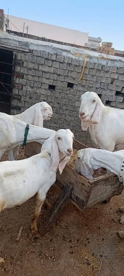 3 bakry 3 bakria