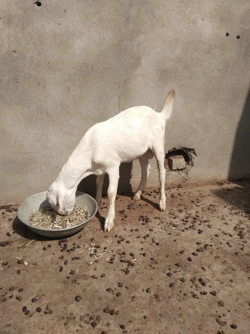 Tedda male full white — photo 2