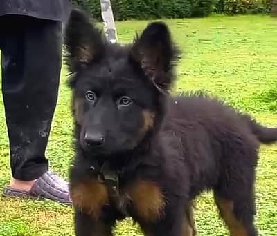 German Shepherd Male Puppy For Sale