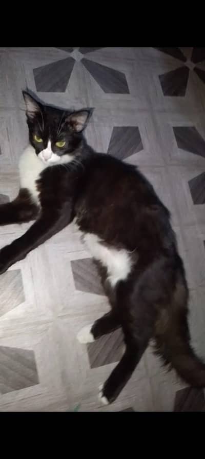 Cat for sale/adoption