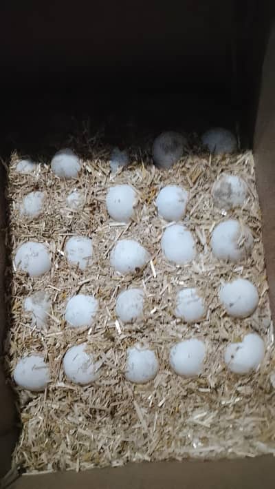 duck egg fartile ha
