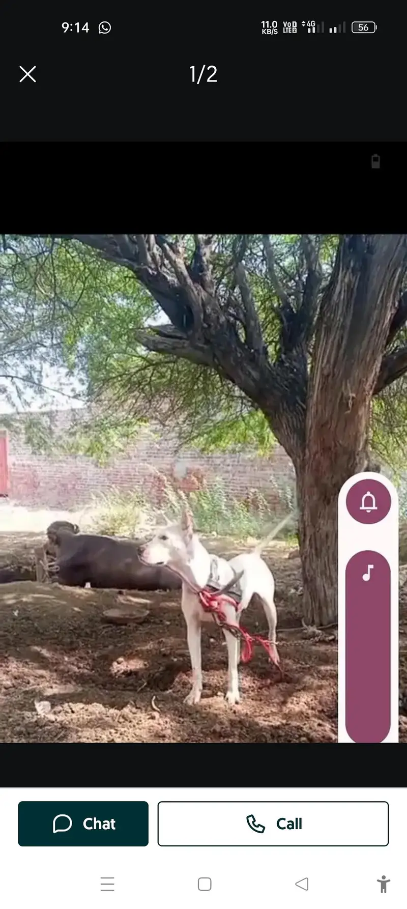 Bada jabardast hota hai bholi galter — photo 2