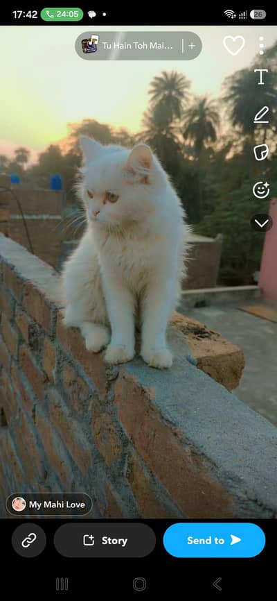 cats very beautiful