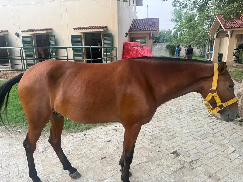 Horse | Kacha breed horse | ghora | Polo horse | horse for sale — photo 3
