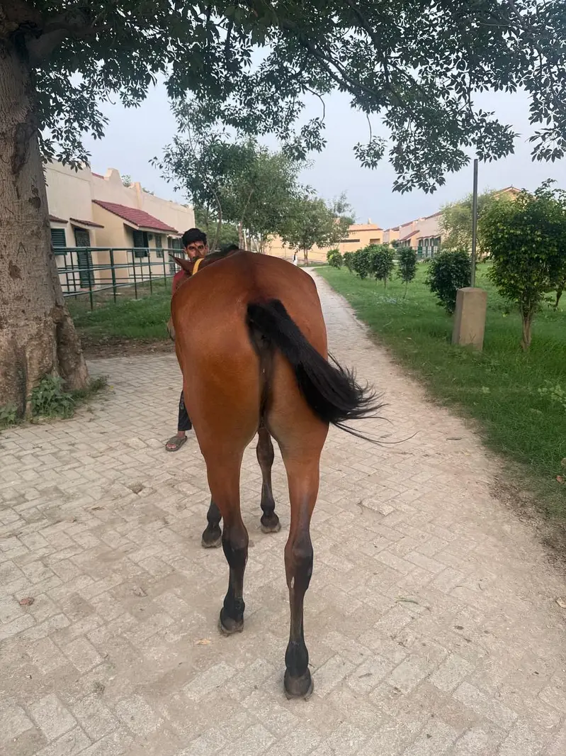Horse | Kacha breed horse | ghora | Polo horse | horse for sale — photo 4