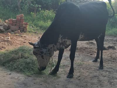 Cow for Sale