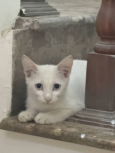 Cats for sale