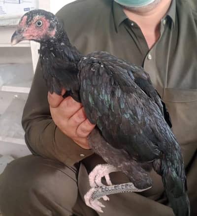 Lassani madi Jawan phati