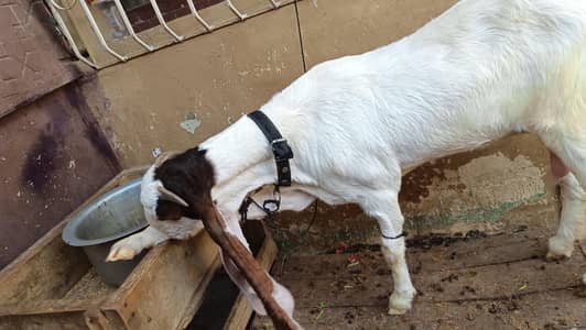 gulabi female