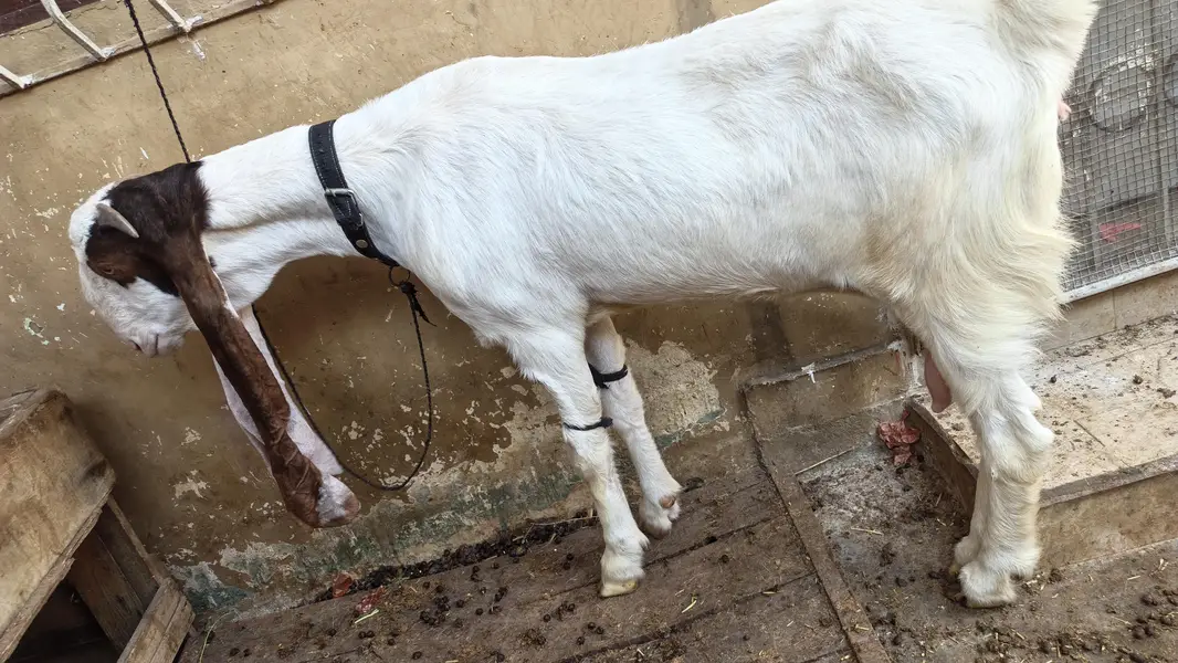 gulabi female — photo 3