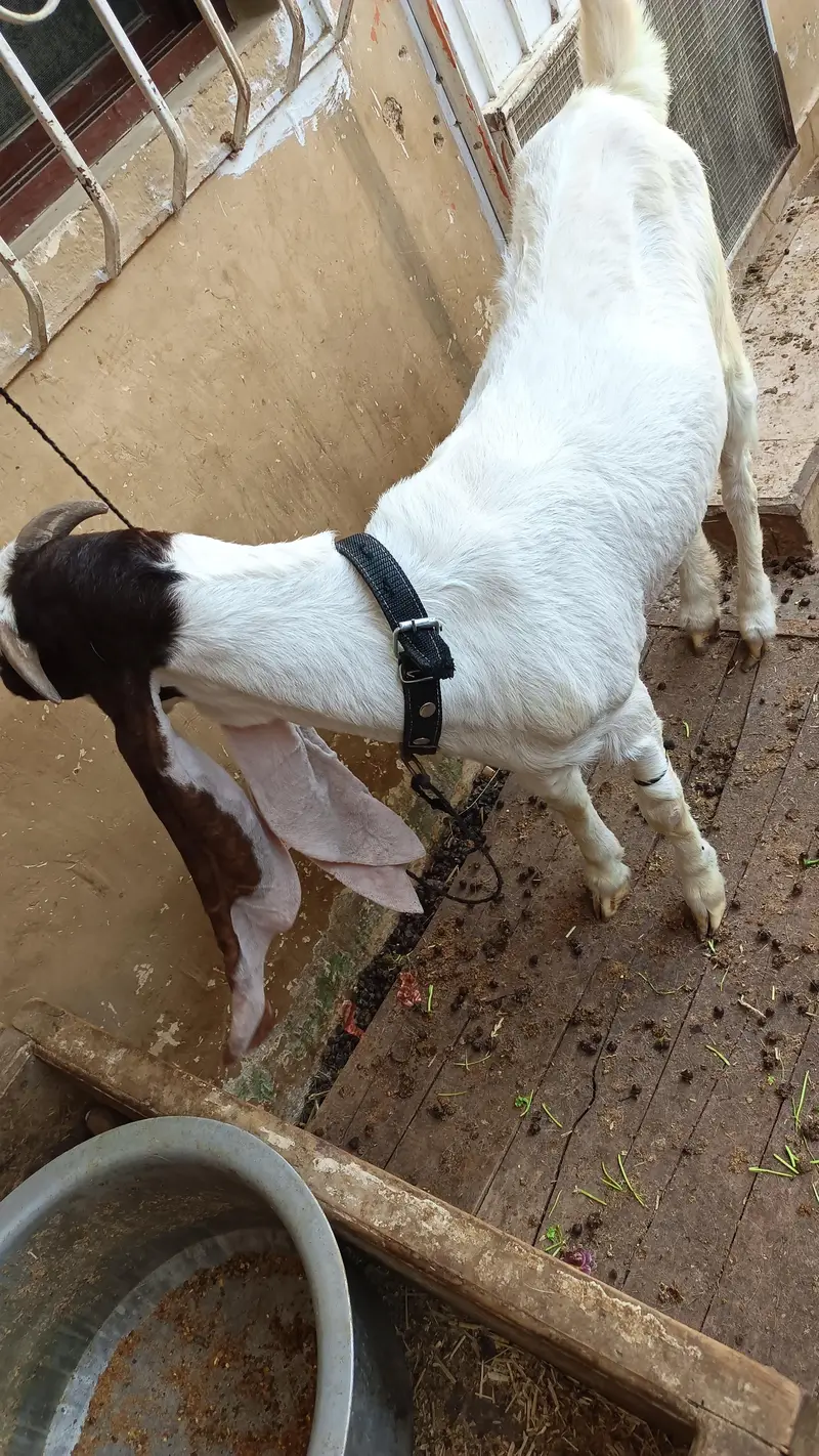 gulabi female — photo 4