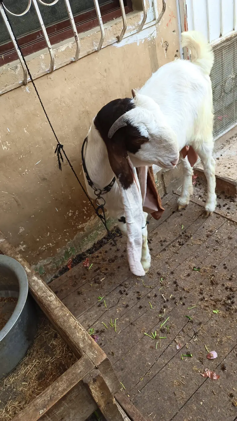 gulabi female — photo 5