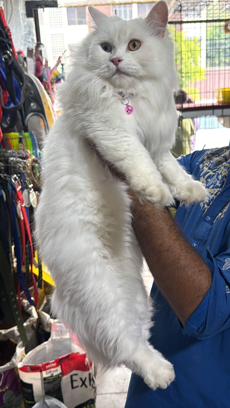 Persian 0