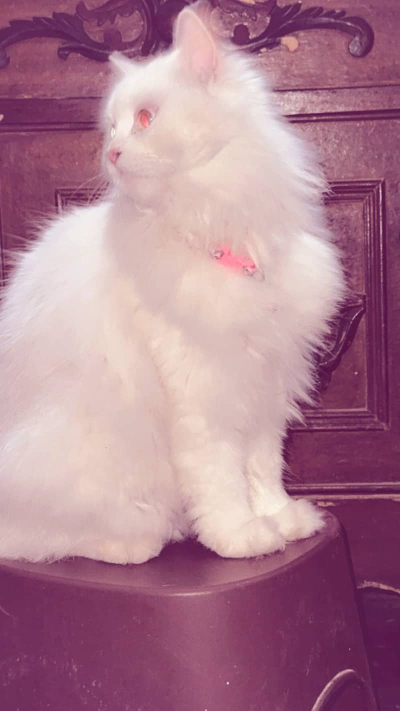 Persian 1
