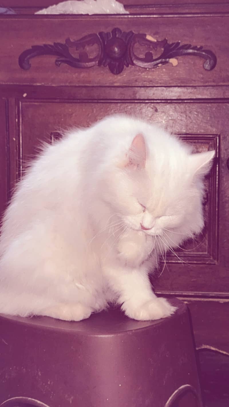 Persian 2