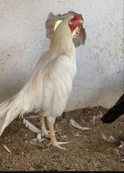 Aseel Murghy Murghian Chicks Available