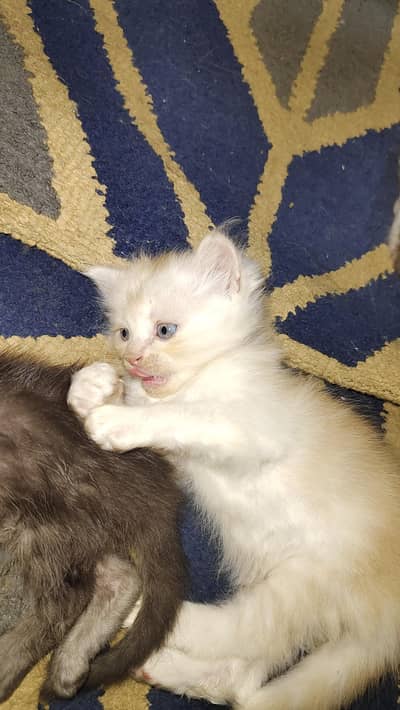 Persian