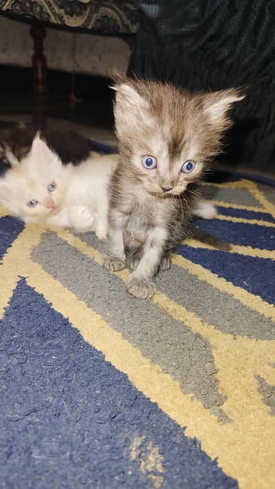 Persian
