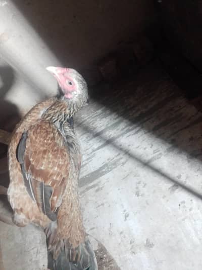 3female