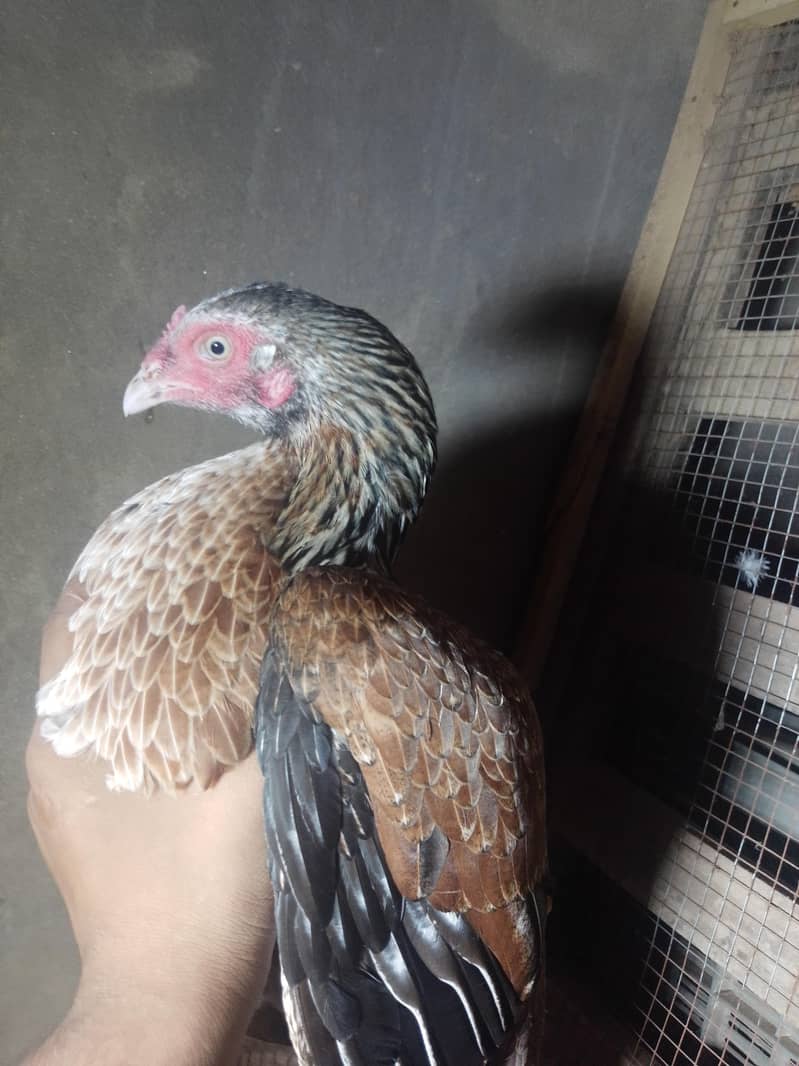 3female 1
