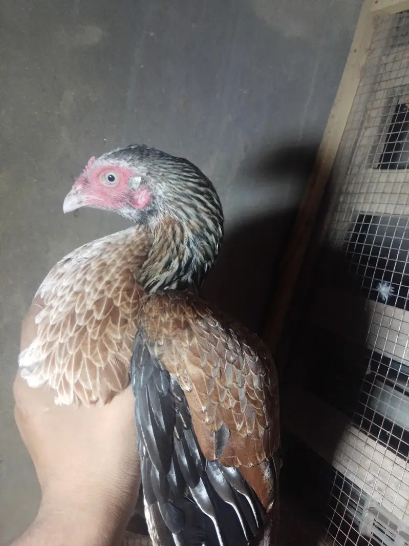 1 female 1.5 sal — photo 2