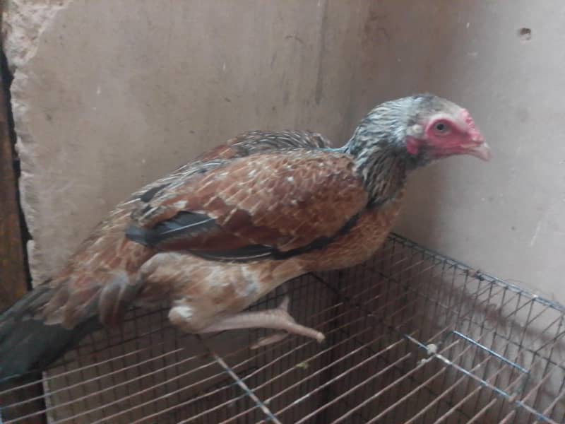 3female 2