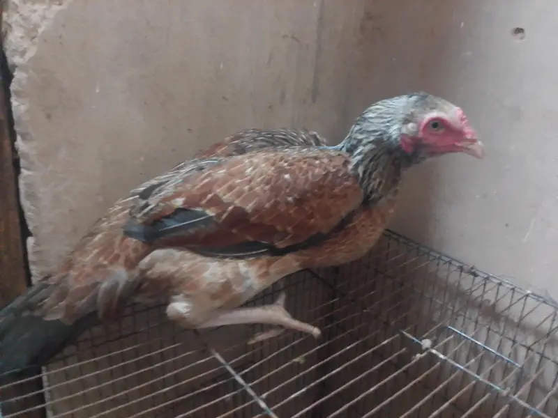 1 female 1.5 sal — photo 3