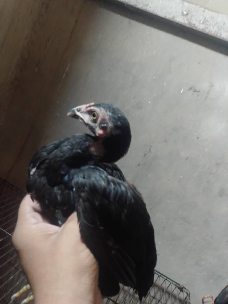3female 3