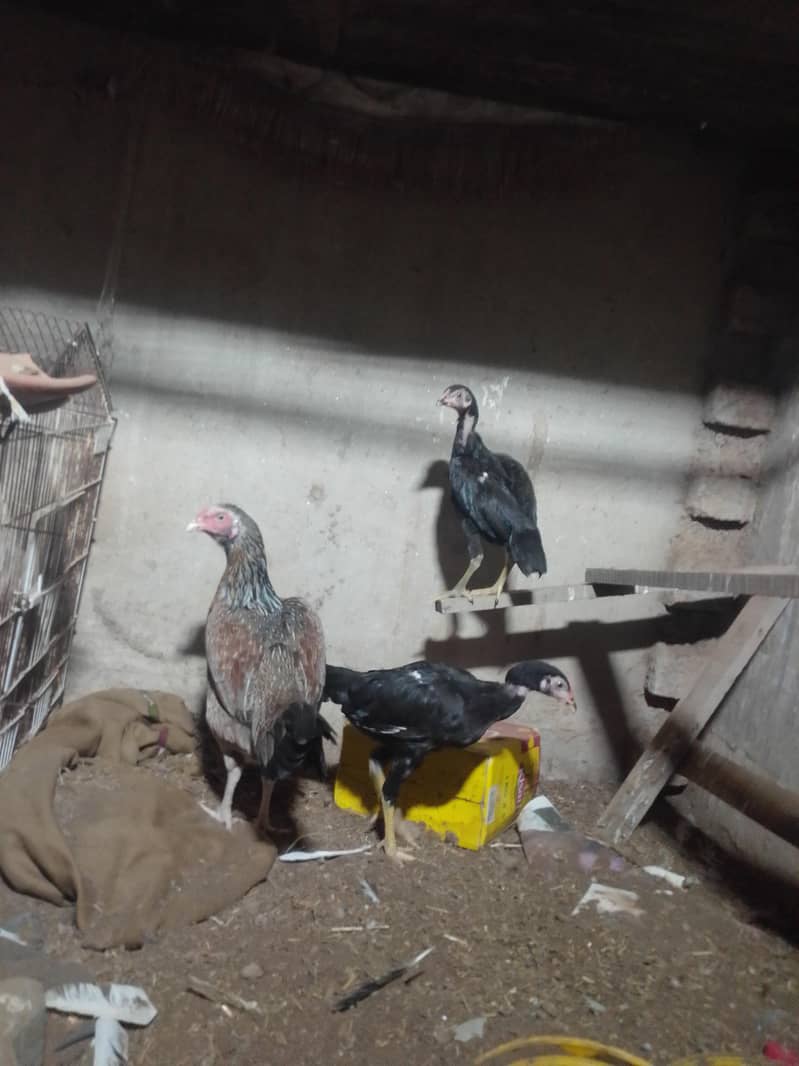 3female 8