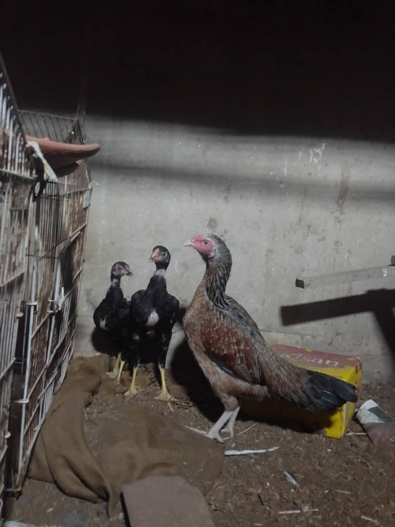 3female 9