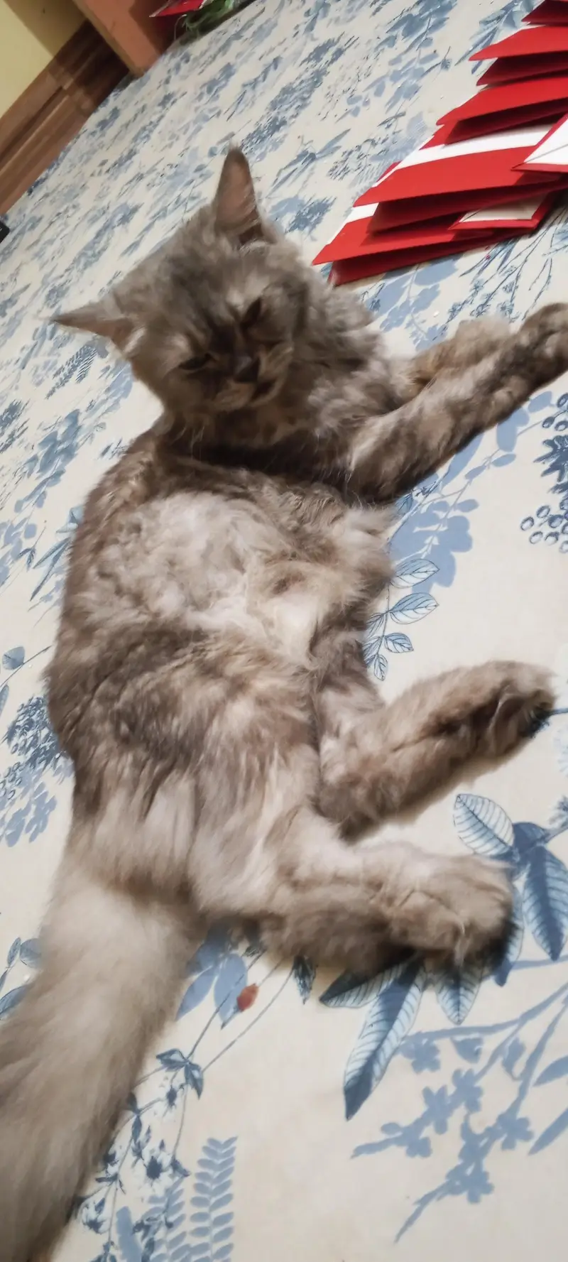 Russian cat — photo 2