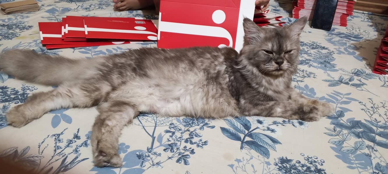 Russian cat 2