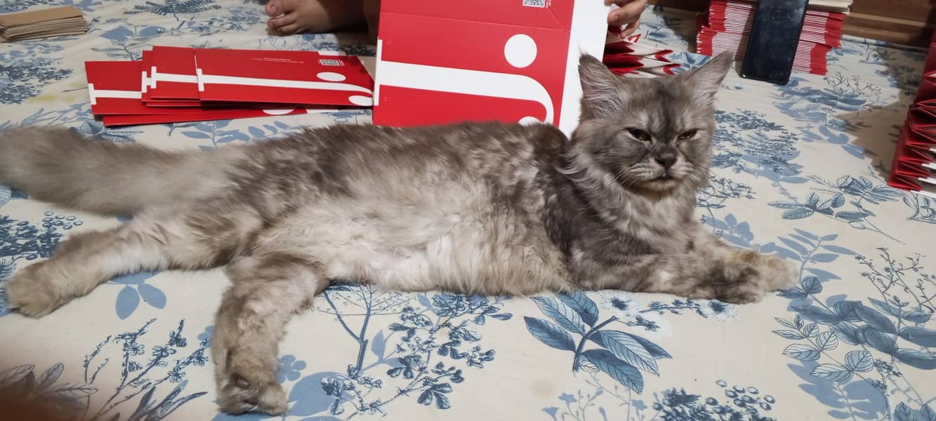 Russian cat 3