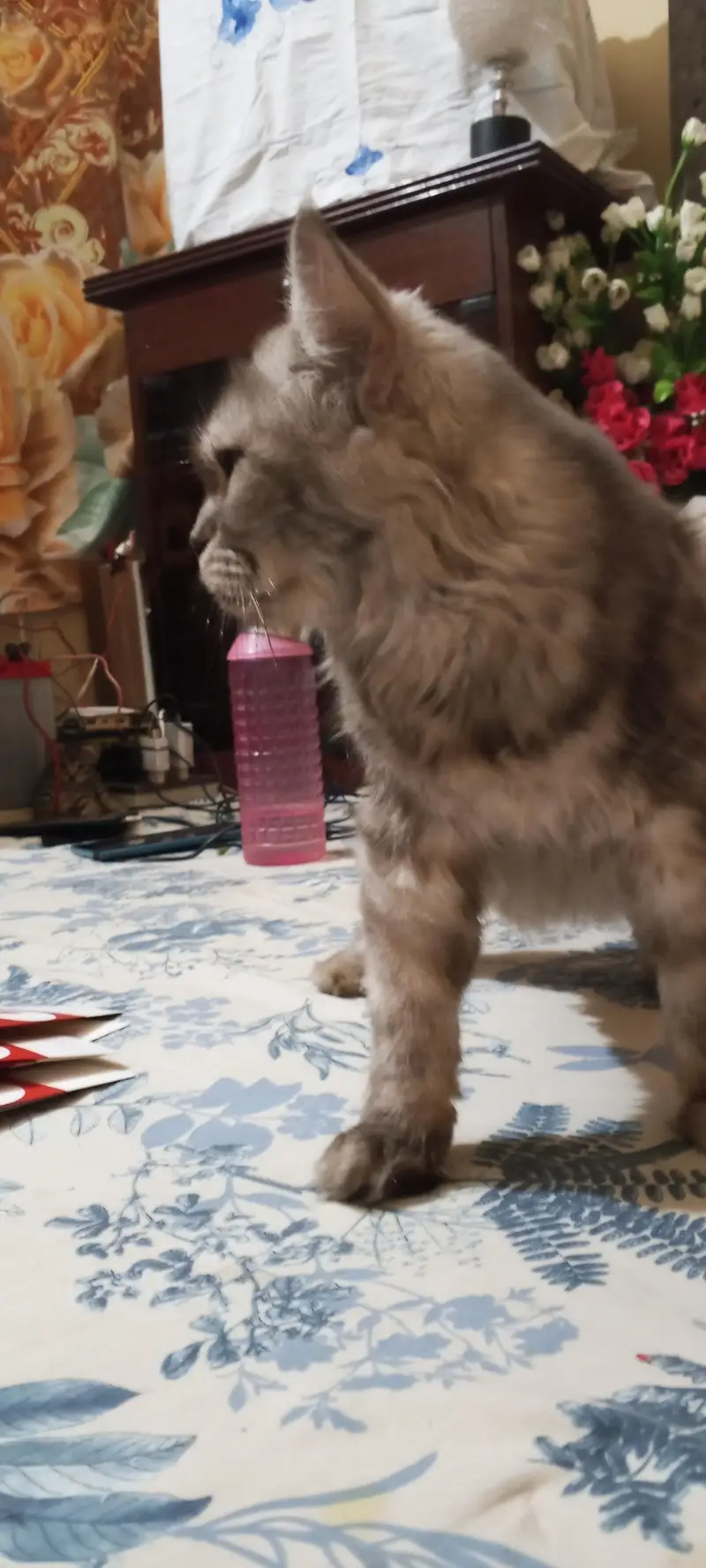 Russian cat — photo 5