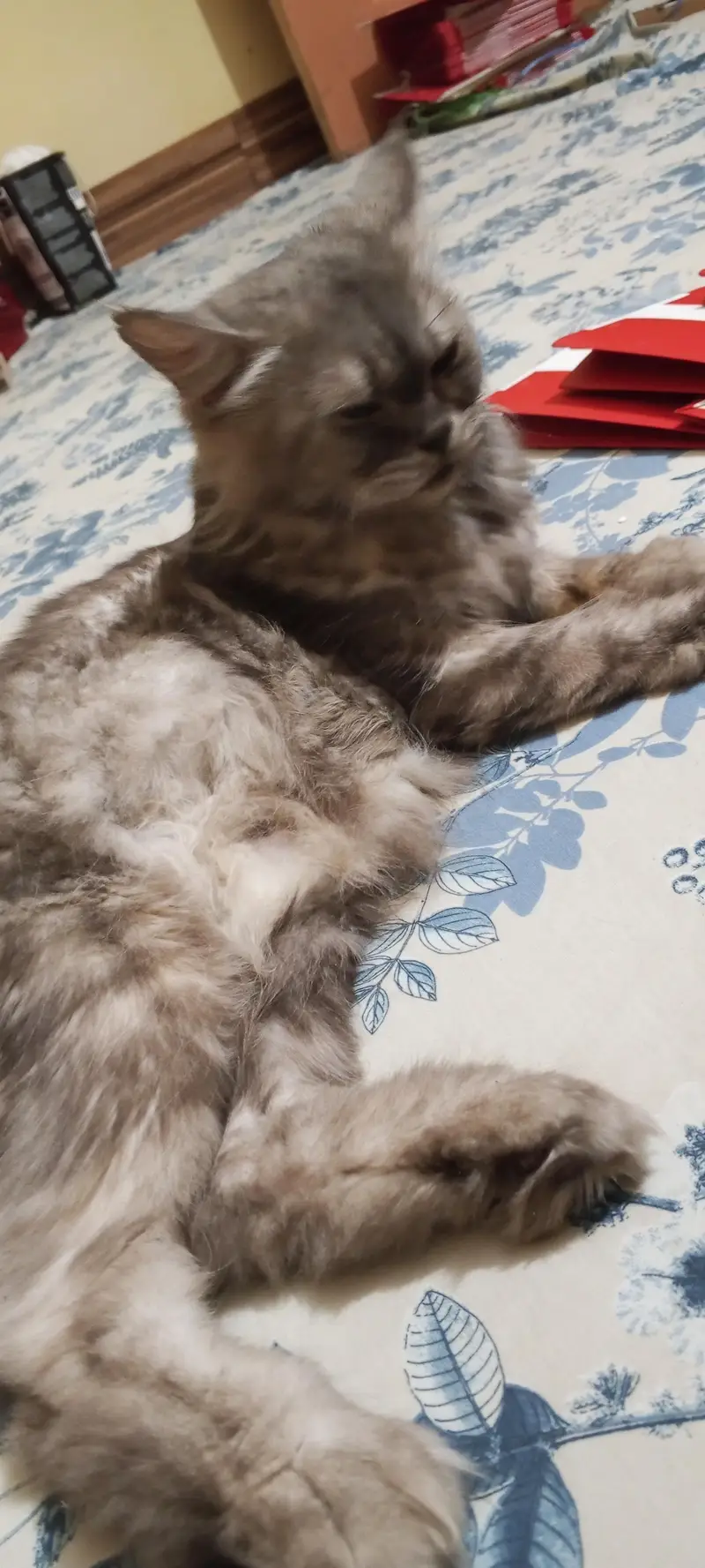 Russian cat — photo 6