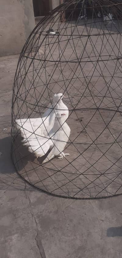 Healthy pigeon