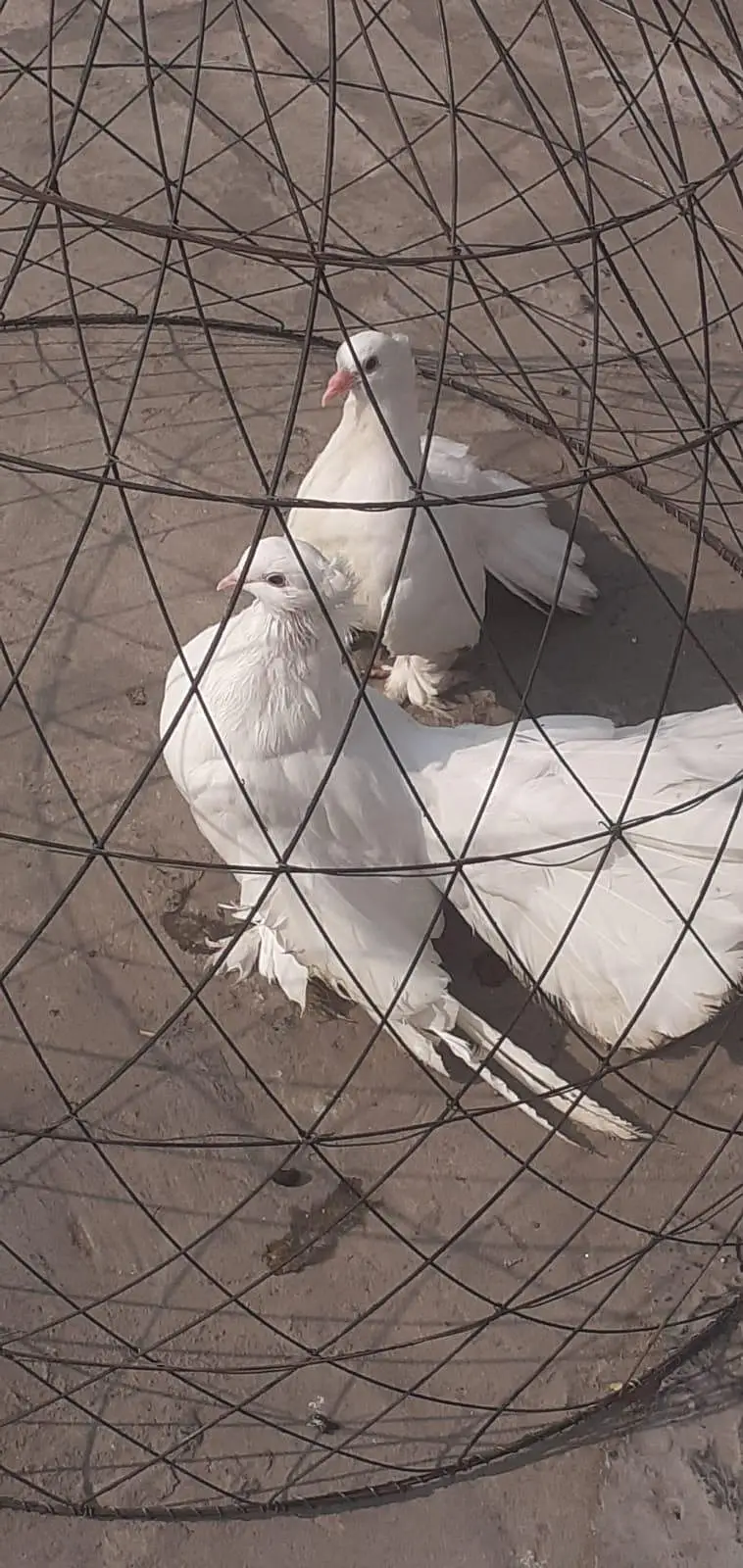 Healthy pigeon — photo 2