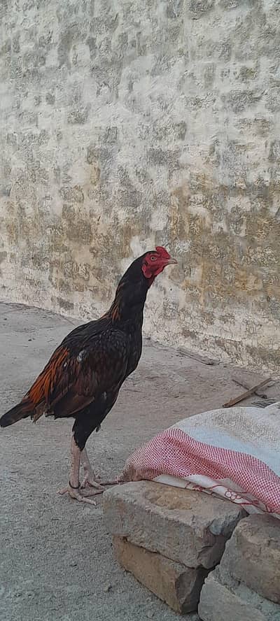 Aseel pathaa