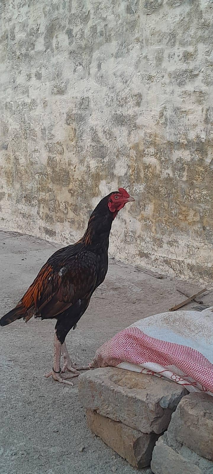 Aseel pathaa 0