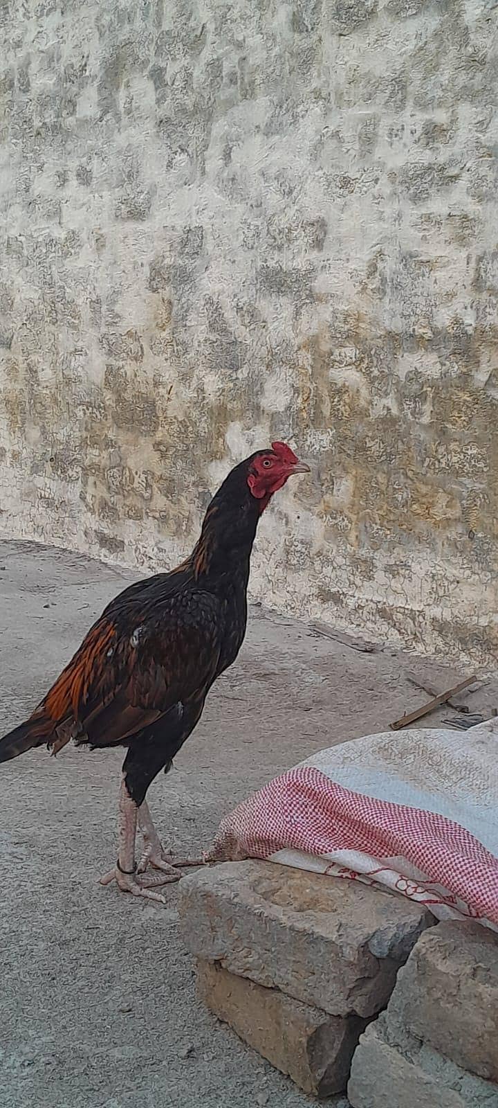 Aseel pathaa 2
