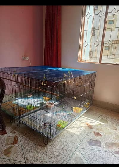 cage birds