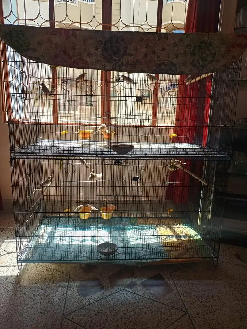 cage birds — photo 2