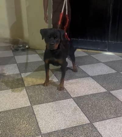 kcp pedigree Rottweiler male