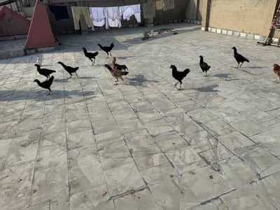Home bread Hens murga / murgiya