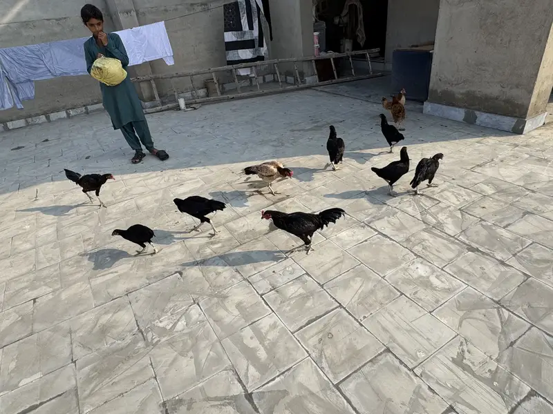 Home bread Hens murga / murgiya — photo 2