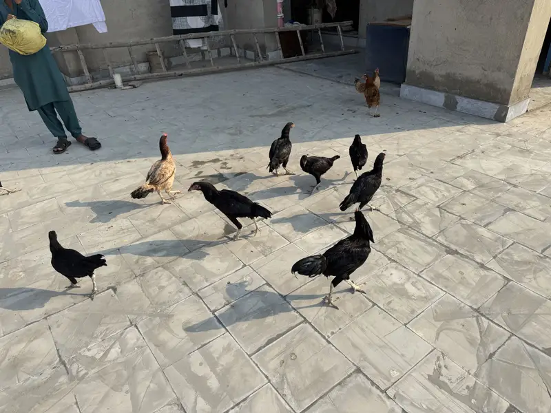 Home bread Hens murga / murgiya — photo 3